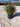 Abelia Grandiflora Cesp 24 - Vivaio Garden Forest (47844180)