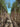 Acca Sellowiana Feijoa Alb 24 Alto Fusto - Vivaio Garden Forest (47844181)
