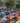 Acca Sellowiana Feijoa Alb 40 1 2 Fusto E Q - Vivaio Garden Forest (47844182)