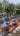 Acca Sellowiana Feijoa Alb 40 1 2 Fusto E Q - Vivaio Garden Forest (47844182)