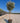 Acca Sellowiana Feijoa Alb 40 1 2 Fusto Lt 30 - Vivaio Garden Forest (47844183)