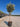 Acca Sellowiana Feijoa Alb 40 1 2 Fusto Lt 30 - Vivaio Garden Forest (47844183)