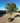 Acca Sellowiana Feijoa Multitronco 70 1 4 Fusto - Vivaio Garden Forest (47844184)