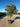 Acca Sellowiana Feijoa Multitronco 70 1 4 Fusto - Vivaio Garden Forest (47844184)