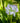 Agapanthus Africanus (Giglio Africano) Bianco Vaso 18 - pianta adulta - Vivaio Garden Forest (48047838)