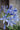 Agapanthus Africanus (Giglio Africano) Bianco Vaso 18 - fioritura - Vivaio Garden Forest (48047839)
