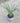 Agapanthus Africanus (Giglio Africano) Bianco Vaso 18 - Vivaio Garden Forest (48047837)