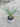 Agapanthus Africanus (Giglio Africano) Bianco Vaso 18 - Vivaio Garden Forest (48047837)