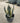 Agave Americana Marginata Vaso 24 - Vivaio Garden Forest (47844185)