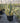 Agave Americana Marginata Vaso 40 - Vivaio Garden Forest (47844189)