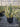 Agave Americana Marginata Vaso 40 - Vivaio Garden Forest (47844189)
