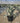 Agave Americana Mediopicta Alba Vaso 40 E Q - Vivaio Garden Forest (47844201)