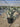 Agave Americana Mediopicta Alba Vaso 40 E Q - Vivaio Garden Forest (47844201)