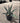 Agave Americana Vaso 18 - Vivaio Garden Forest (47844205)
