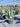 Agave Americana Vaso 40 - Vivaio Garden Forest (47844209)