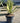 Agave Angustifolia Vaso 60 Classic - Vivaio Garden Forest