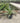 Agave Angustifolia Vaso 60 - Vivaio Garden Forest