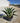 Agave Desmettiana Variegata Ciotola 30 - Vivaio Garden Forest (47844217)