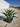Agave Desmettiana Variegata Ciotola 30 - Vivaio Garden Forest (47844217)