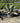 Agave Ferox Vaso 60 - Vivaio Garden Forest (47844220)