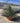 Agave Geminiflora Ciotola 40 - Vivaio Garden Forest