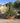 Agave Geminiflora Ciotola 50 - Vivaio Garden Forest (47844224)