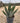 Agave Gentryi Vaso 30 - Vivaio Garden Forest