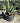 Agave Salmiana Vaso 60 - Vivaio Garden Forest (47844227)
