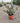 Agrifoglio Variegato Ilex Aquifolium Argenteomarginata Cespuglio Vaso 24 - Vivaio Garden Forest (48047852)
