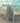 Agrifoglio Variegato Ilex Aquifolium Argenteomarginata Piramide H 140/160 CM Vaso 50 - Vivaio Garden Forest