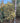 Agrifoglio Variegato Ilex Aquifolium Argenteomarginata Piramide H 160/170 CM Vaso 60 - Vivaio Garden Forest (48283730)
