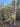 Agrifoglio Variegato Ilex Aquifolium Argenteomarginata Piramide H 160/170 CM Vaso 60 - Vivaio Garden Forest