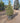 Agrifoglio Variegato Ilex Aquifolium Argenteomarginata Piramide Vaso 50 - Vivaio Garden Forest (48047869)