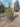 Agrifoglio Variegato Ilex Aquifolium Argenteomarginata Piramide Vaso 50 - Vivaio Garden Forest (48047869)