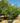 Albizia Julibrissin Multitronco 80 Lt 150 - Vivaio Garden Forest (47844231)