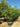 Albizia Julibrissin Multitronco 80 Lt 150 - Vivaio Garden Forest (47844231)