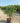 Albizia Julibrissin Ombrella Cesp 40 - Vivaio Garden Forest (47844232)