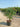Albizia Julibrissin Ombrella Cesp 40 - Vivaio Garden Forest (47844232)