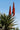 Aloe Ferox (Aloe Feroce) Vaso 24 - pianta adulta - Vivaio Garden Forest