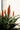 Aloe Ferox (Aloe Feroce) Vaso 24 - dettaglio - Vivaio Garden Forest