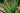 Aloe Safari Sunrise Vaso 18 - fogliame - Vivaio Garden Forest (48047877)