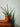 Aloe Safari Sunrise Vaso 18 - portamento - Vivaio Garden Forest (48047878)