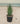 Aloe Safari Sunrise Vaso 18 - Vivaio Garden Forest (48047875)