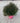 Alternanthera Purple Vaso 18 - Vivaio Garden Forest (48047883)