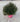 Alternanthera Purple Vaso 18 - Vivaio Garden Forest (48047883)