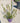 Alyogine (Ibisco Azzurro) Vaso 24 - Vivaio Garden Forest (48047892)