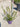 Alyogine (Ibisco Azzurro) Vaso 24 - Vivaio Garden Forest (48047892)