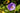 Alyogine (Ibisco Azzurro) Vaso 24 - dettaglio - Vivaio Garden Forest (48047889)