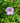 Alyogine (Ibisco Azzurro) Vaso 24 - fioritura - Vivaio Garden Forest (48047888)