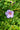 Alyogine (Ibisco Azzurro) Vaso 24 - fioritura - Vivaio Garden Forest (48047888)